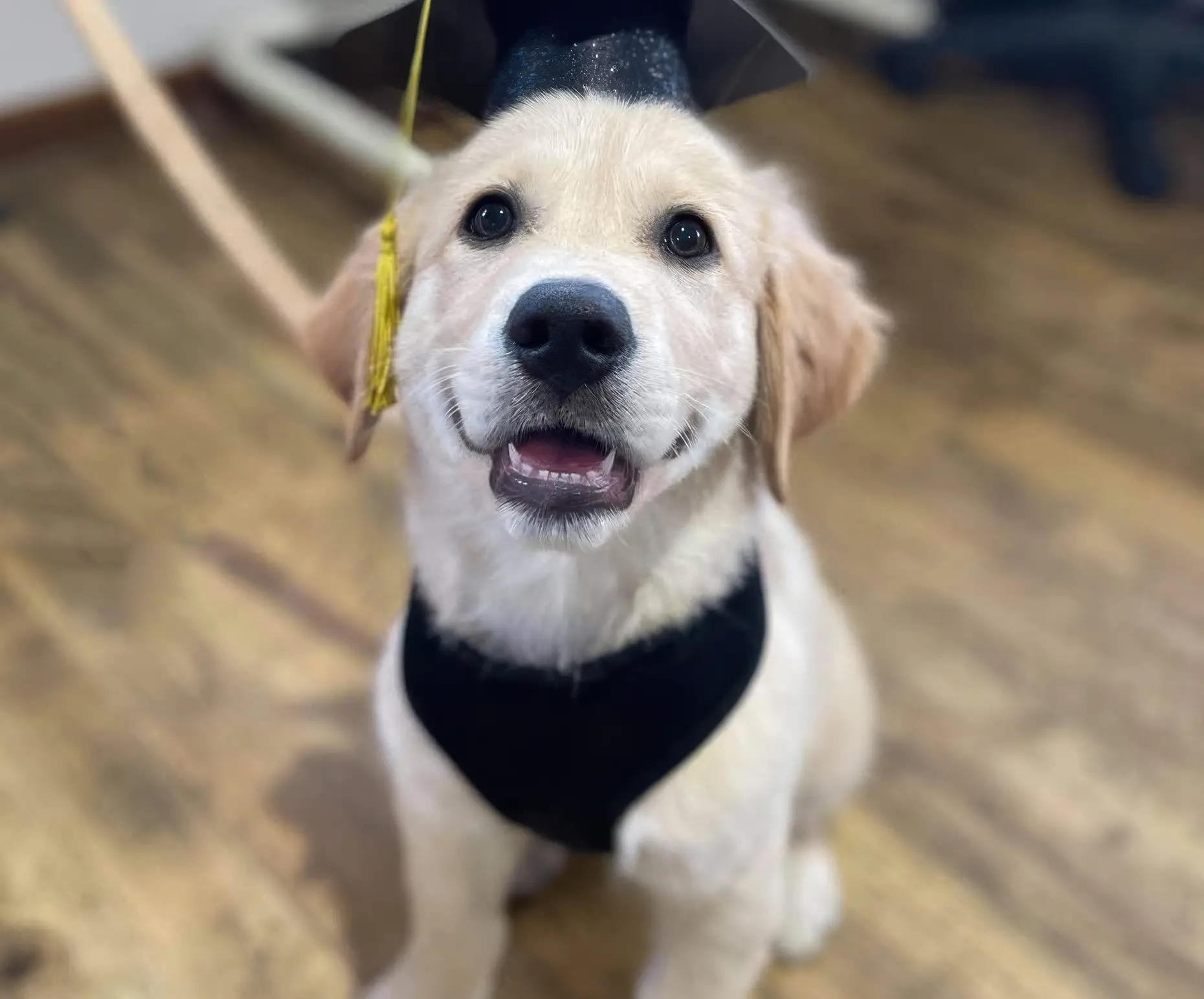 Puppy Preschool