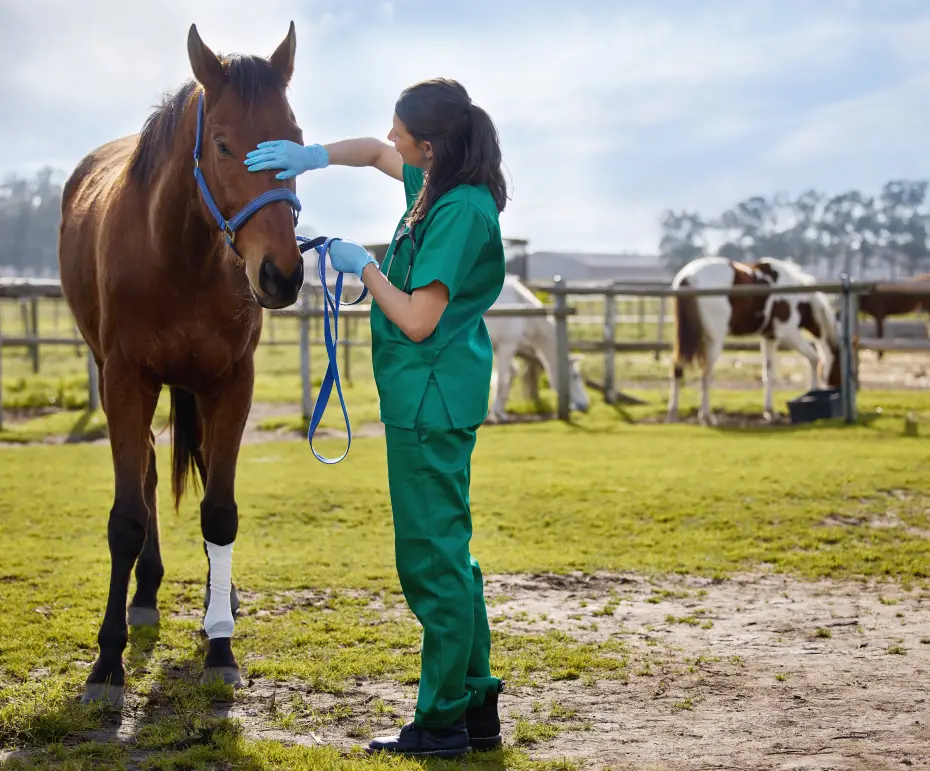 Equine Medicine & Surgery