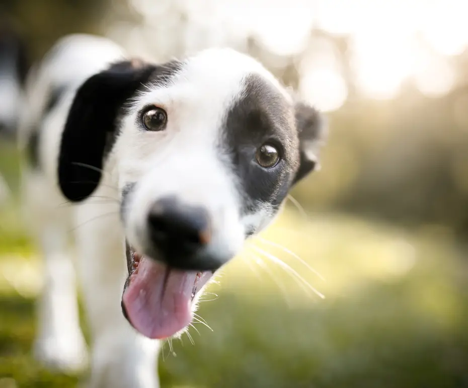 Puppy Preschool